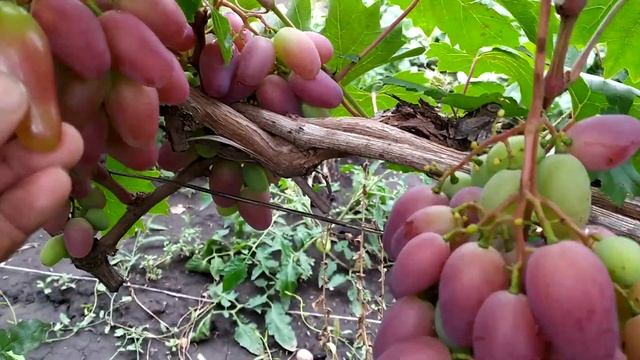 Виноград Клаудіо Кордінале смотреть онлайн
