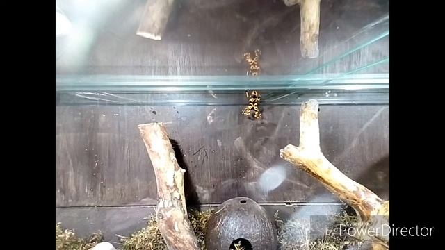 Священный древолаз смотреть онлайн