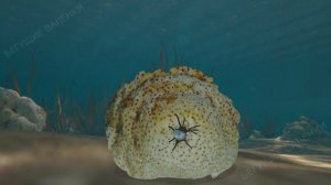 Морские огурцы: подводные пылесосы | Познавательное видео | Удивительный мир беспозвоночных