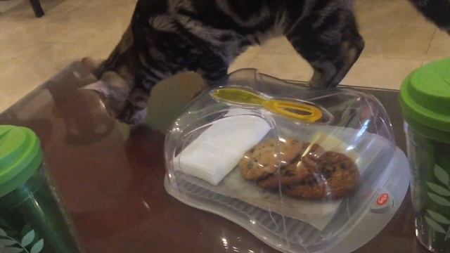 Bengal Brew Cat Cafe Tour Manhattan Parkview Araneta Center Quezon City by HourPhilippines.com смотреть онлайн