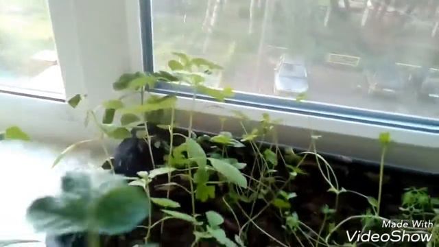 Выращивание комнатных томатов. смотреть онлайн