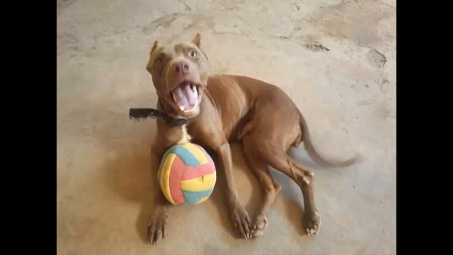 Pitbull Antes e Depois - Recuperação - Cães Brasil смотреть онлайн