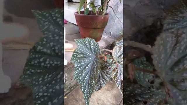 ANGEL WINGS BEGONIA смотреть онлайн