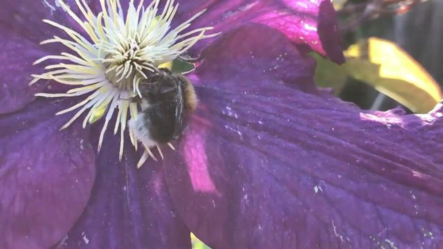 Humlebi sover i storblomstret klematis смотреть онлайн