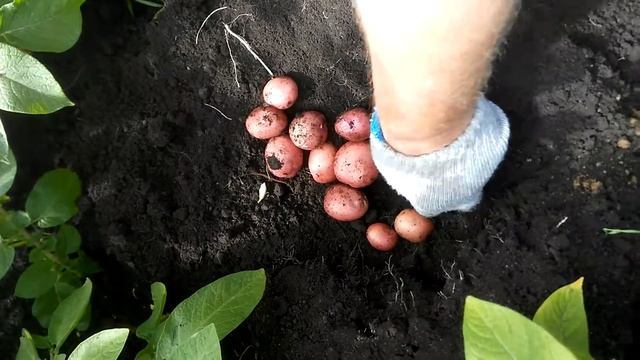 15 клубней, с одного куста!!! Сорт Эволюшн. 23 июля 2019. смотреть онлайн