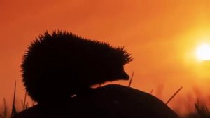 Русские закаты( А.Карелин-Е.Муссалитина) поет заслуженная артистка России Наталия Москвина