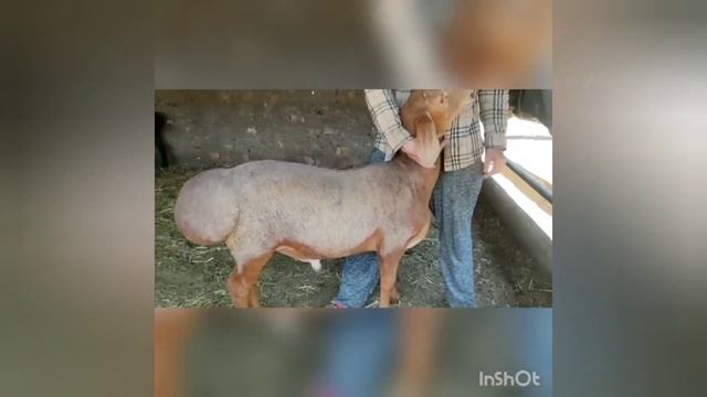 (1194) Сын Ушастика Мустанг, сегодня годовщина ему. смотреть онлайн