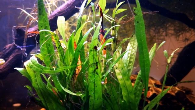 Close Up of baby Java Fern Growing on Mother Plant смотреть онлайн