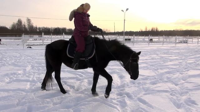Почему лошадь дёргает головой смотреть онлайн