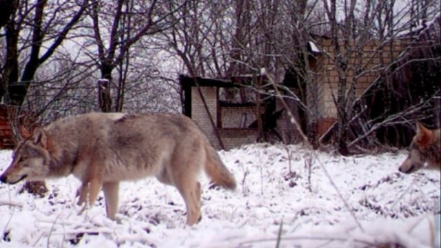 Почему в чернобыльской зоне живут и процветают животные несмотря на радиацию смотреть онлайн