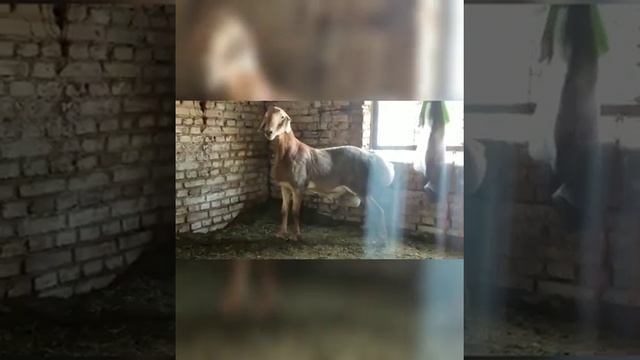 Бараны производители арашан цена договорная | Талас.обл ?+996 500 193 121 | арашан койлору смотреть онлайн