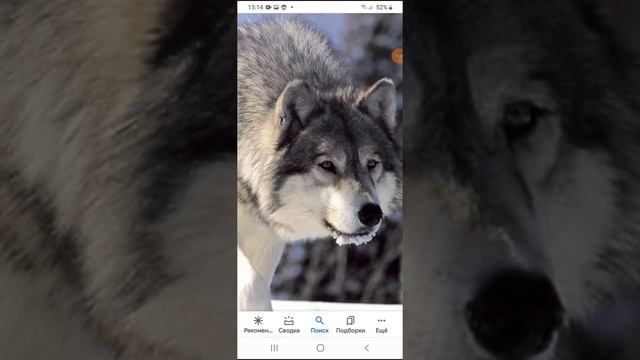 Немецкая овчарка против серый волк,кто сильнее смотреть онлайн