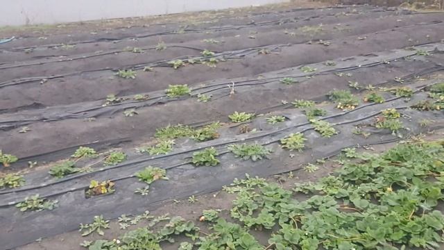 Клубника сорт АЛЬБИОН, Мурано. 4 ноября. Ягода зимой ))) смотреть онлайн