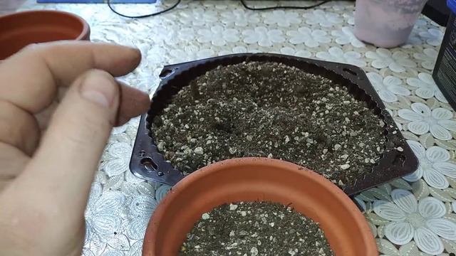 адениум пересадка в керамику #адениум #адениумпересадка #керамическиегоршки # смотреть онлайн