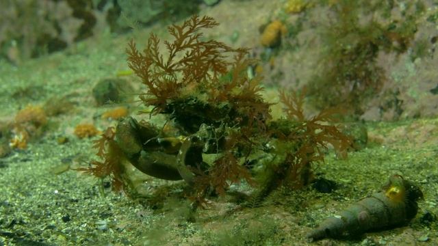 Dolphins Off The Coast Of New Zealand - Wild Dolphins - Full Nature Documentary