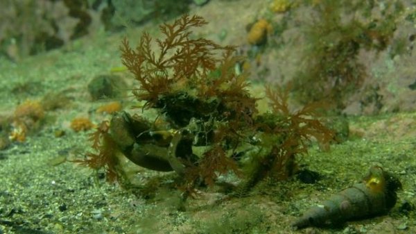Dolphins off the Coast of New Zealand - Wild Dolphins - Full Nature Documentary