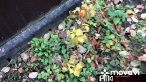 Декоративный физалис на сухоцветы.Как»добыть»семена.