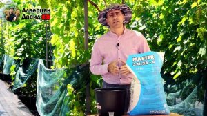 Чем сейчас подкормить виноград?