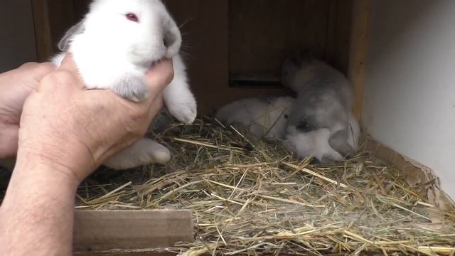 ?ГРЯЗНЫЕ КРОЛИКИ СПАСТИ КРОЛЬЧАТ ОТ КРОЛЬЧИХИ Кормление и разведение кроликов смотреть онлайн