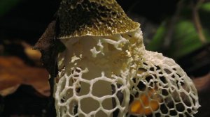 Планета Земля. 8 серия. Документальный фильм.