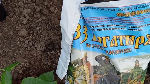 Высадила перец в теплицу.Что вносила в лунки.10 мая 2022 г. смотреть онлайн