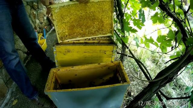 Отводок делим пополам.Жара до +37 с ветром.Взятка на пасеке нет. смотреть онлайн