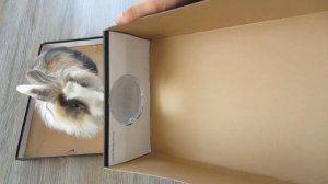 КИНОТЕАТР для Баффи Милаффи! Розыгрыш кошечки Мурки! Как сделать ПРОЕКТОР своими руками