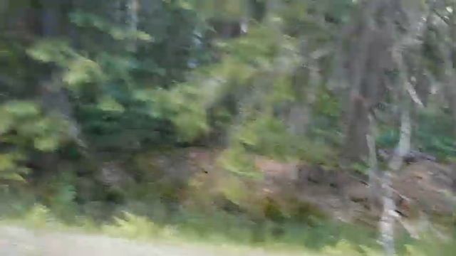 Поездка выходного дня через заповедник Завидово смотреть онлайн