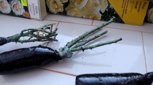 Как сохранить розы до посадки, купленные в феврале-марте и не потерять ни одного саженца.