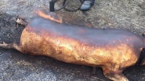 Опаливаем свинью, для мягкого и ароматного сала.