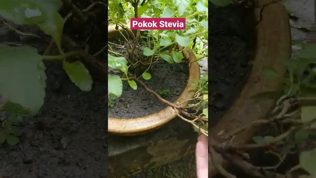 Pokok Stevia Berbunga #stevia смотреть онлайн