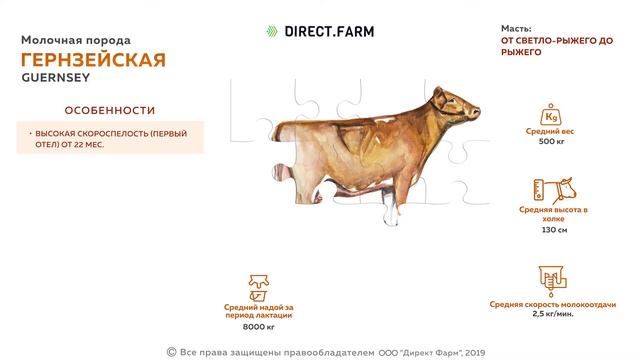 Гернзейская молочная порода коров