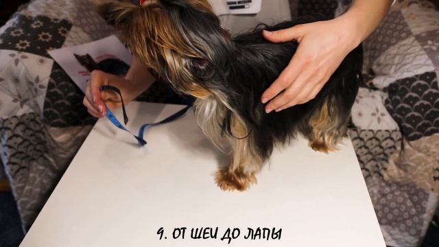 Как определить размер собаки для выбора одежды. Как правильно снимать мерки с йоркширского терьера смотреть онлайн