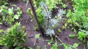 Ель голубая.Черенкование ёлки. Как размножить ель просто.