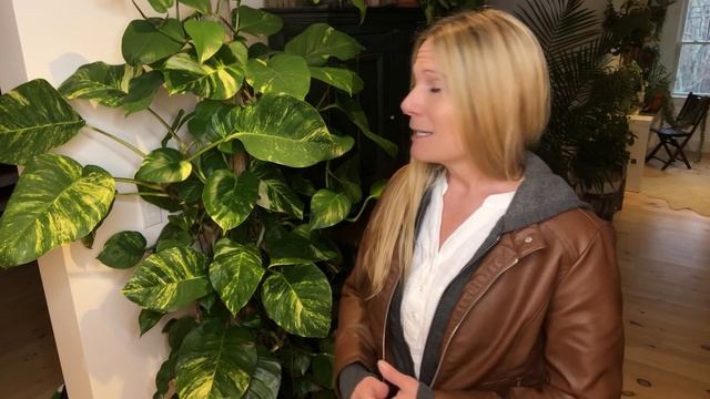 Style Your Space!  My Top 10 Must-Have Houseplants!
