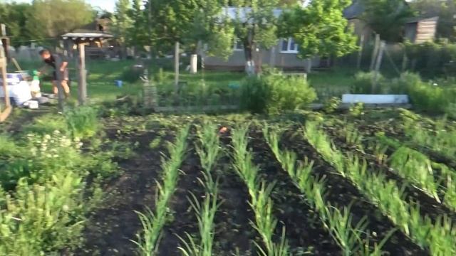 Большой урожай щавеля, будем консервировать, и снова посадки, 17.05, Шаповаловы влог. смотреть онлайн