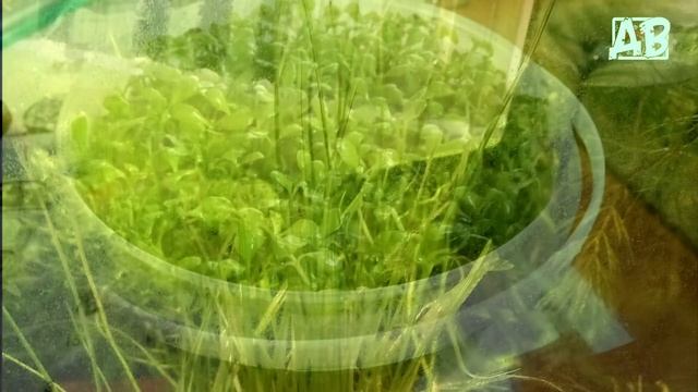 СЕМЕНА РАСТЕНИЙ ДЛЯ АКВАРИУМА С АЛИЭКСПРЕСС РЕЗУЛЬТАТ! ЧТО ВЫРОСЛО ИЗ НИХ? смотреть онлайн