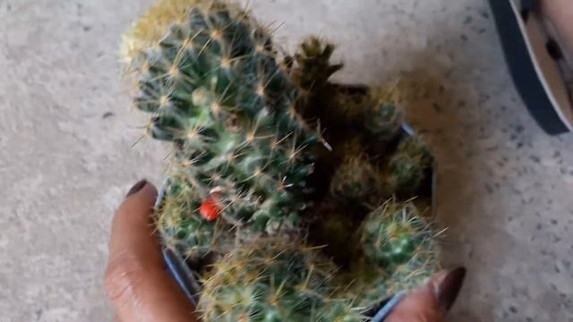 Cacto Mammillaria Prolifera Com Flores