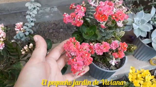 Tour por el canal Pequeño Jardín de Viviana/ Flores y Suculentas/ @Enamoradodelasplantas смотреть онлайн