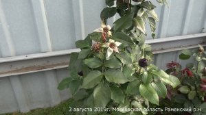 Обзор розы Адмирал (Чайно гибридная) - Admiral (Tantau Германия, 2017)