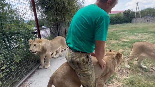 И снова ЧУДО! Вот так Олег Зубков приручает очередного НЕ КОНТАКТНОГО ЛЬВА! смотреть онлайн