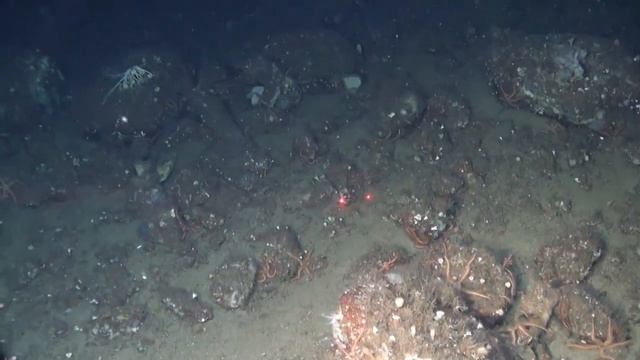 Channel Island DEEP (Greater than 100 meters) Transect 3 смотреть онлайн