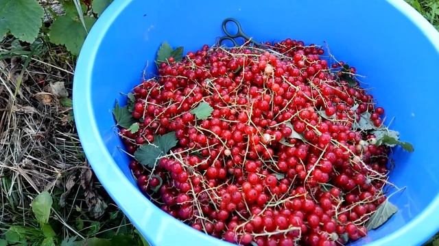 15.07.22 Начали собирать красную смородину. Сегодня 11 кг смотреть онлайн