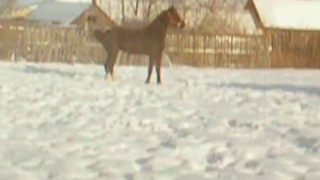 орловский конь смотреть онлайн