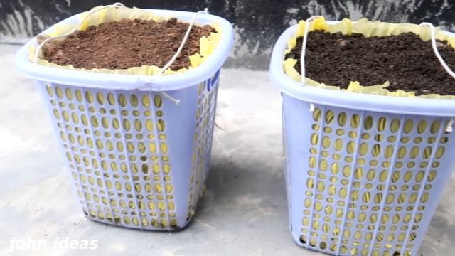 How To Grow Beautiful Portulaca Grandiflora Flower In Hanging Pots. Portulaca Grandiflora Cuttings