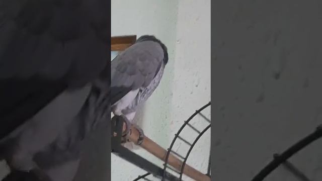 ворона чихает, а Кира устала