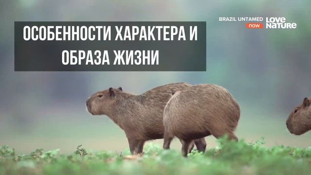 КАПИБАРА / ВОДОСВИНКА - КРУПНЕЙШИЙ ГРЫЗУН В МИРЕ! - SCIENCE BOX смотреть онлайн