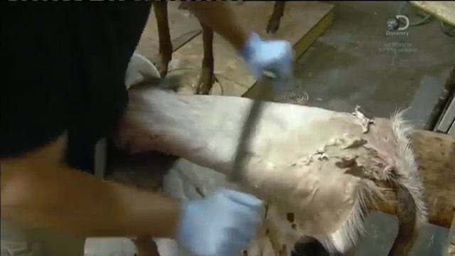 Механические чучела приманки зверей Из чего это сделано смотреть онлайн