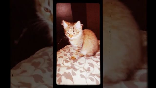 Котенок порода Сибирская окрас лесной смотреть онлайн
