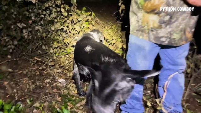 I Was Hired To Hunt Invasive Iguanas At Night In A Local Park смотреть онлайн